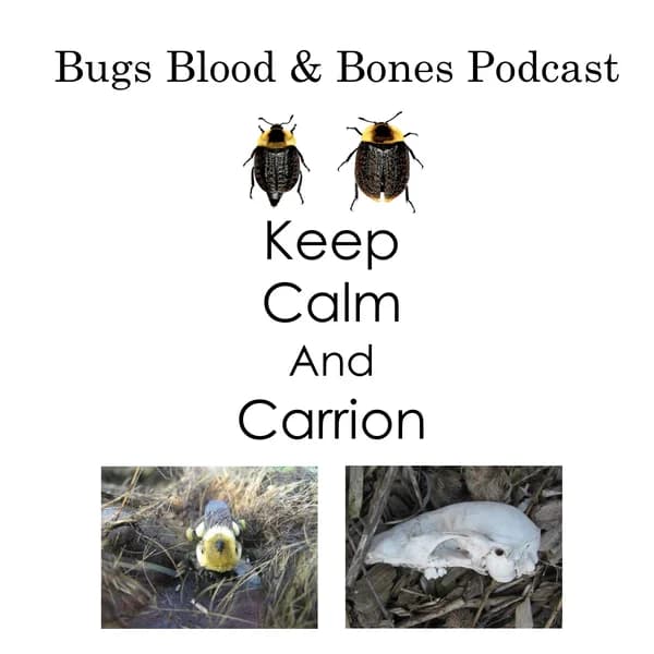 Cover art for Bugs Blood and Bones
