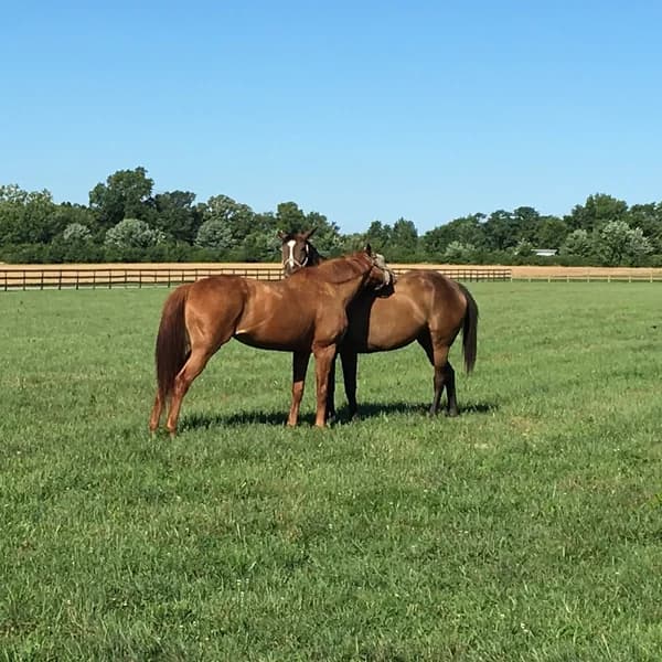 Cover art for Conversations in Equine Science
