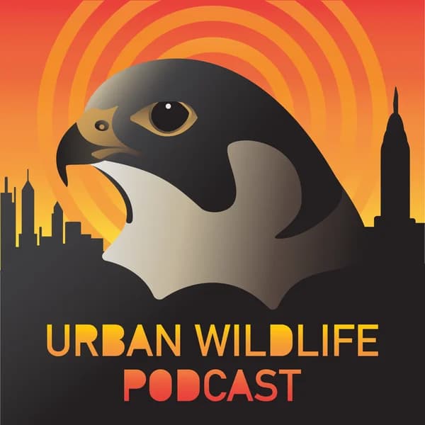 Cover art for Urban Wildlife Podcast