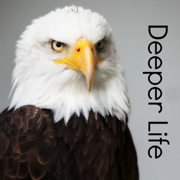 Cover art for Deeper Life with Bill Stephenson