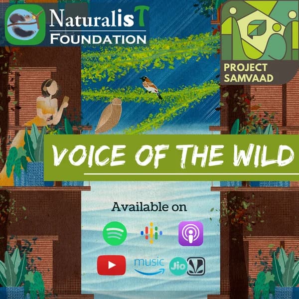 Cover art for Voice of the Wild