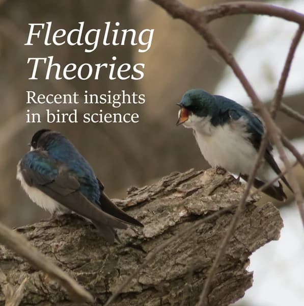 Cover art for Fledgling Theories