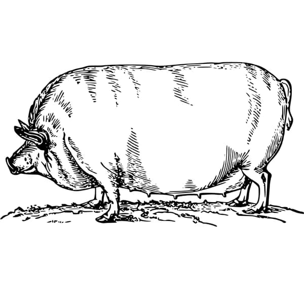 Cover art for Hunchpig