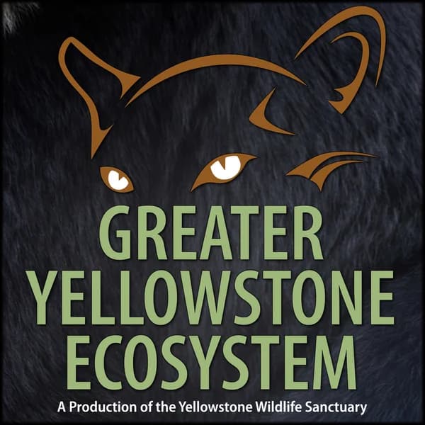 Cover art for Greater Yellowstone Ecosystem