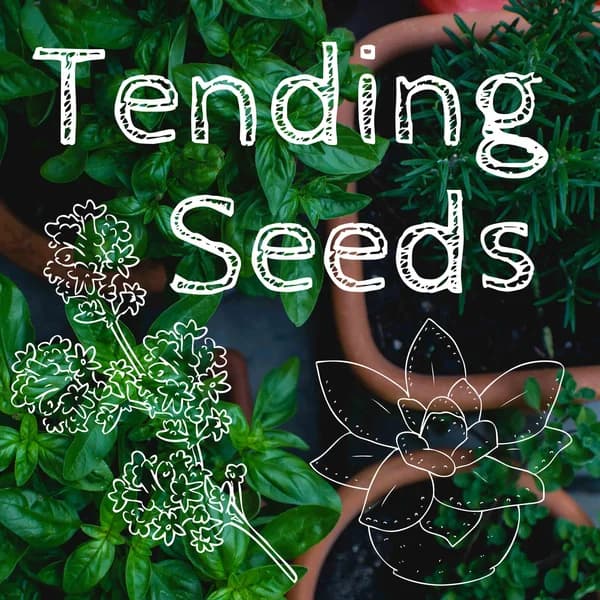 Cover art for Tending Seeds: Adventures in Gardening, Homesteading, and Herbalism