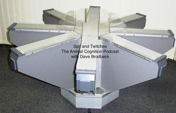 Cover art for Spit and Twitches: The Animal Cognition Podcast