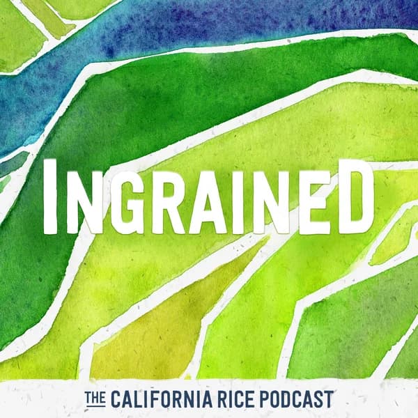 Cover art for Ingrained