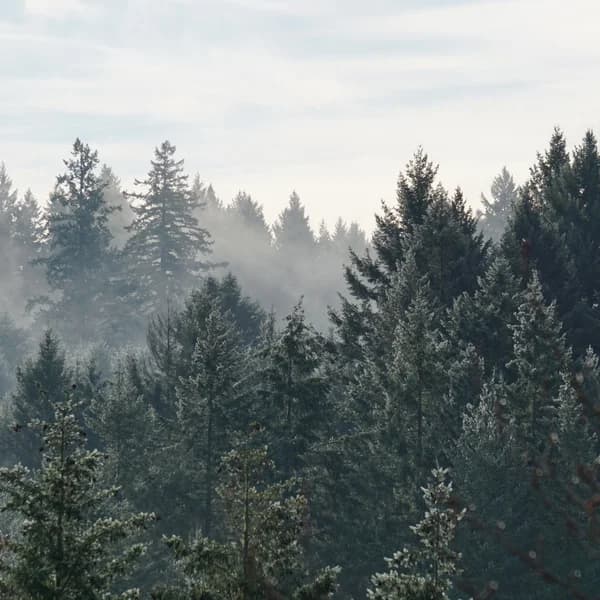 Cover art for Forest Bible Class