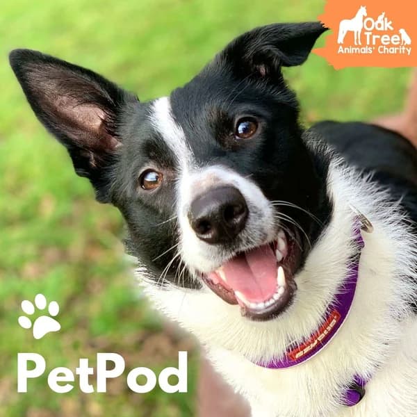 Cover art for PetPod