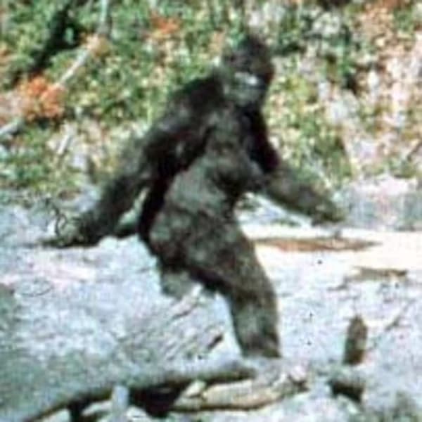 Cover art for BigFoot Live
