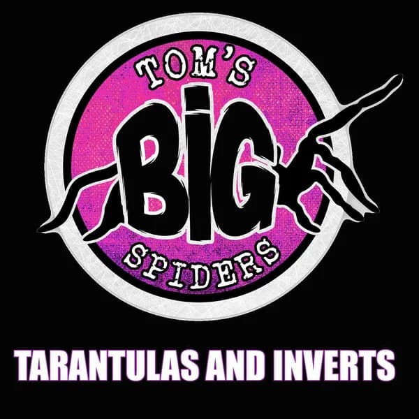 Cover art for Tom's Big Spiders - Tarantulas and Inverts