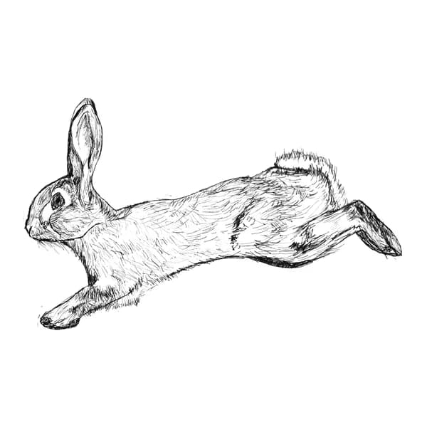 Cover art for Agile Rabbit